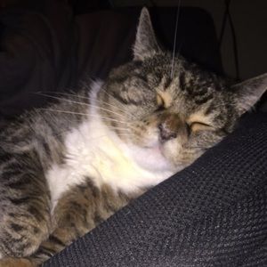 Meet your Posher, Medyna